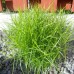Carex  Little Midge P12